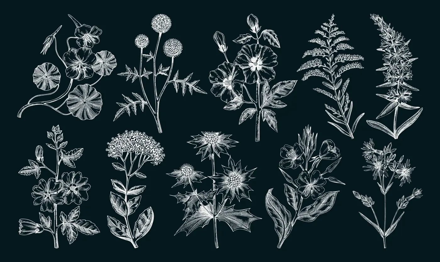 Hand drawn garden summer flower collection. Garden flowering plants, herbs, meadowes sketches. Botanical illustrations on chalkboard. Floral design element in engraved style for prints, cards Illustration
